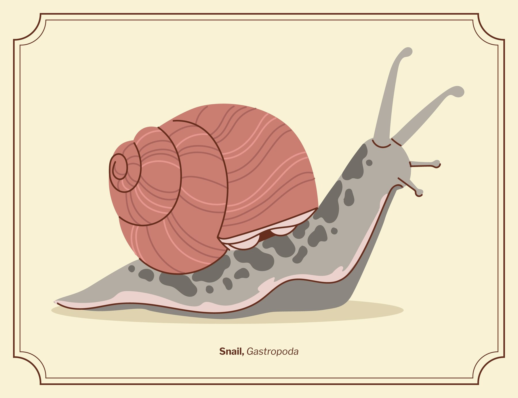 escargot